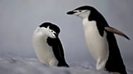 ARCHIVO: Unos pingüinos barbijo caminan con paso bamboleante por la isla Robert, en el archipiélago de las islas Shetland del Sur, en la Antártida.
