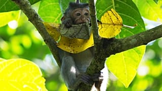 A young macaque chews on a leaf in the Sacred Monkey Forest Sanctuary in Ubud on the island of Bali in Indonesia on July 31, 2024. 