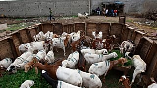 Namibia confirms foot-and-mouth disease in second region