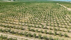 Agricultural land in Uzbekistan