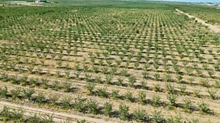 Agricultural land in Uzbekistan
