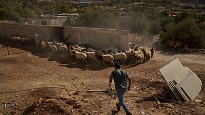 حمدان يساعد والده في رعاية أغنامهما بقرية برقة شرق رام الله، غداة هجوم للمستوطنين، 16 أيلول 2026.