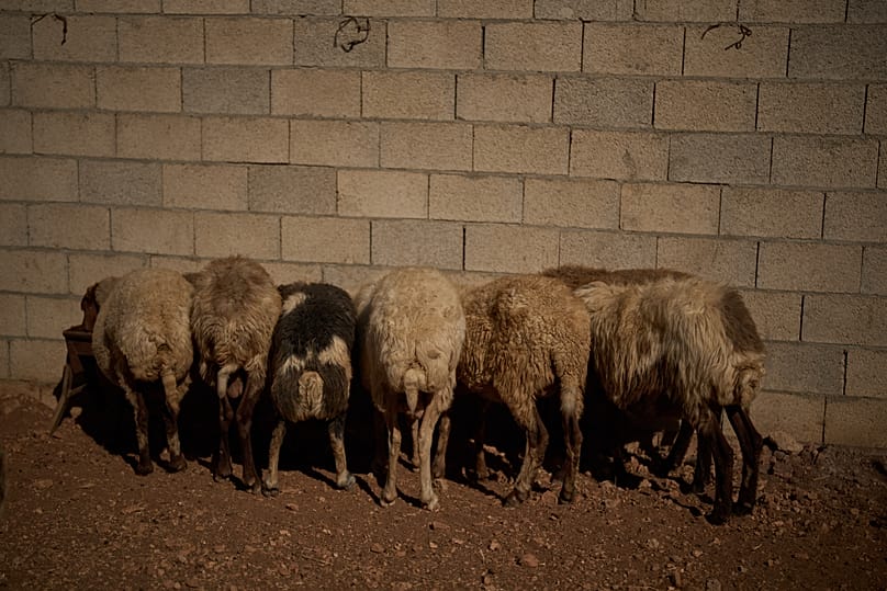 أغنام عائلة وجيه حمدان تتناول العلف في قرية برقة شرق رام الله، غداة هجوم للمستوطنين، 16 أيلول 2026.