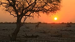 Etosha National Park in Namibia is among the top golden hour destinations globally