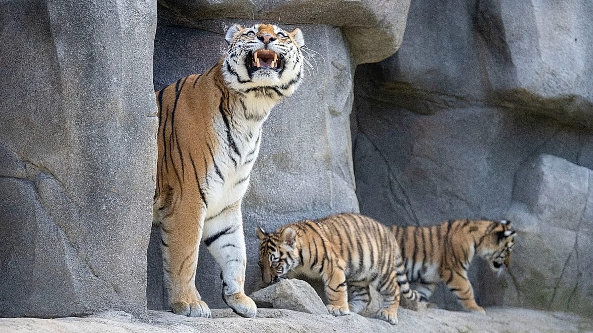 Trump faces backlash after posting 'sick' video of UK man killed by tiger