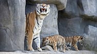 Two Amur tiger cubs, Tochka and Timur, have their first public outing with their 13-year-old mother Katinka at Cologne Zoo in Cologne, 18 Thursday July 2024. 