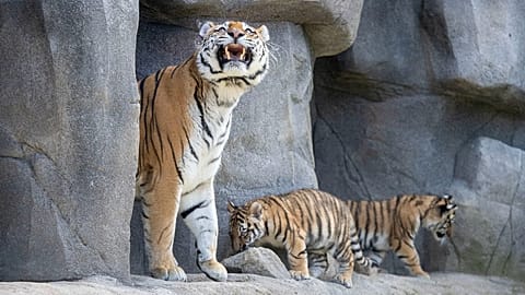Los cachorros de tigre de Amur Tochka y Timur debutan en público junto a su madre de 13 años, Katinka, en el zoo de Colonia, el jueves 18 de julio de 2024.