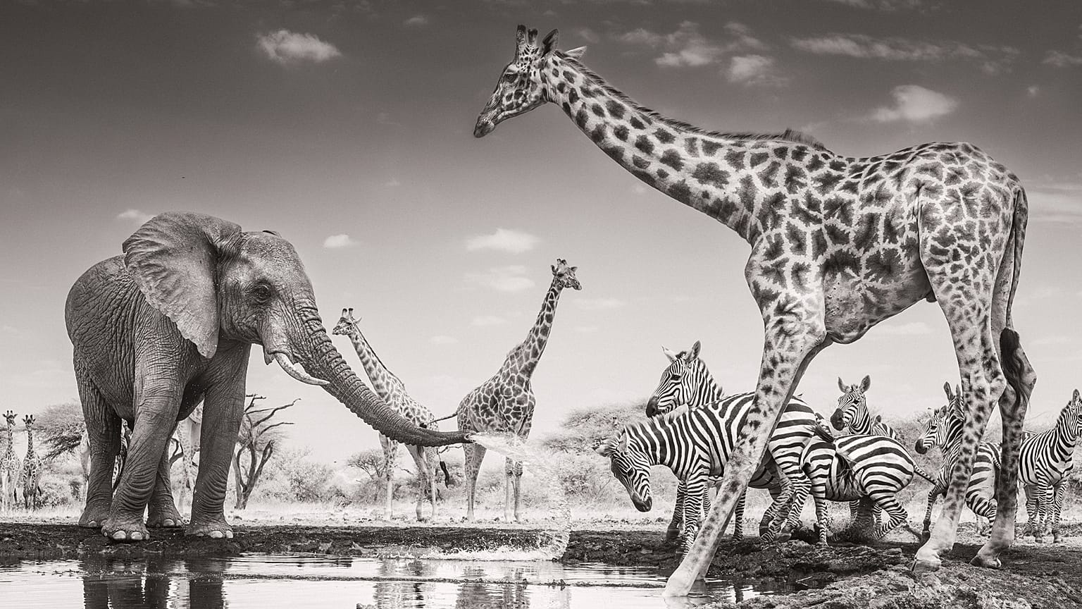 «The Meeting Place» του Τζέιμς Λιούιν: νικητής του βραβείου «Animals in their Environment»
