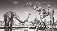 ‘The Meeting Place’ by James Lewin: Winner of the Animals in their Environment Award
