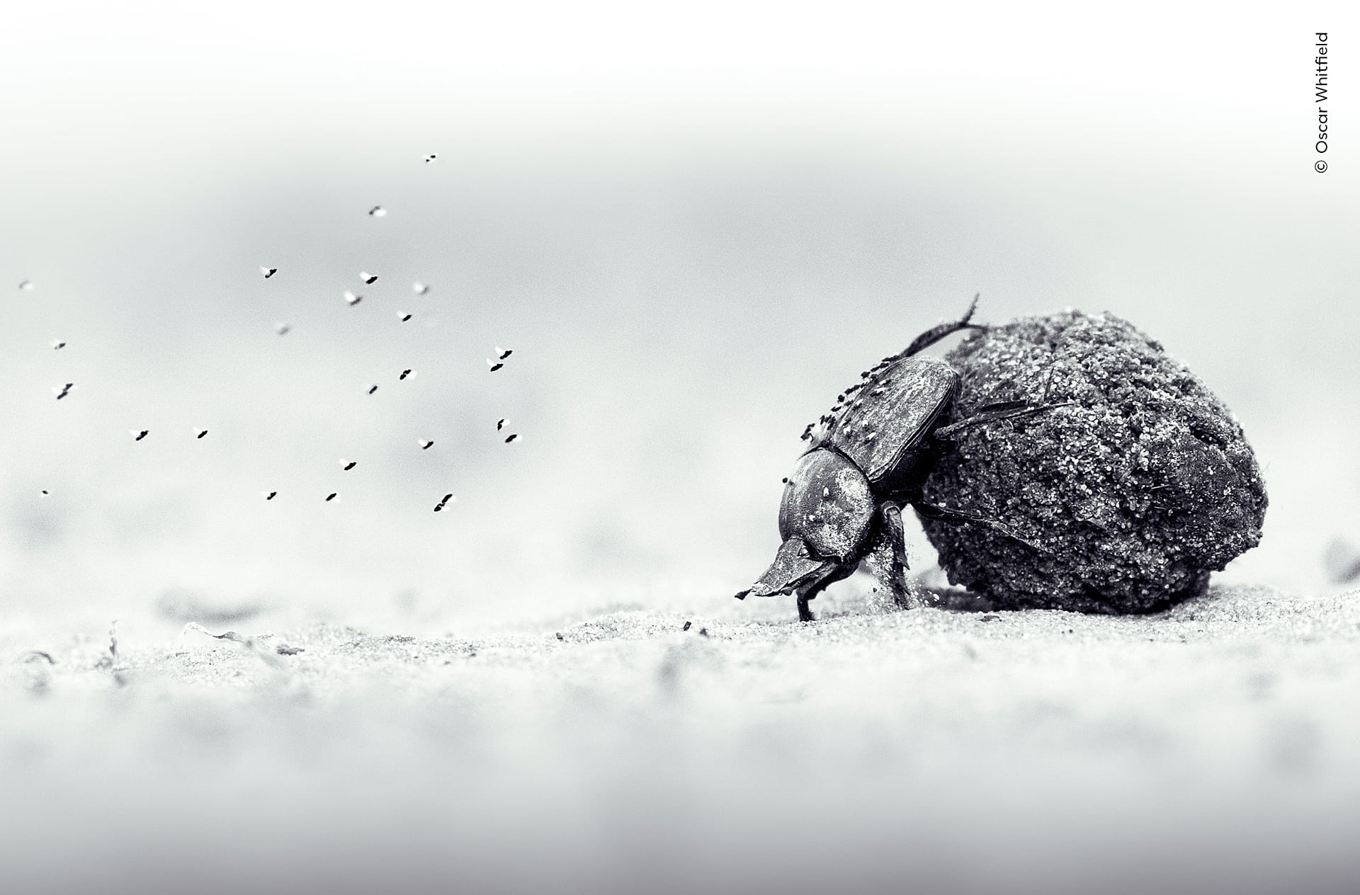 ‘Heartbreaking’ elephants and wily coyotes: Wildlife Photographer of ...
