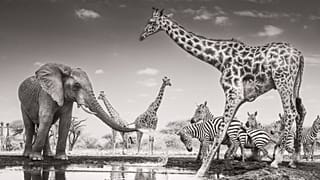 ‘The Meeting Place’ by James Lewin: Winner of the Animals in their Environment Award