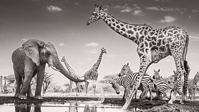 «The Meeting Place», de James Lewin: ganador del Premio Animales en su entorno