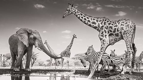 ‘The Meeting Place’ by James Lewin: Winner of the Animals in their Environment Award