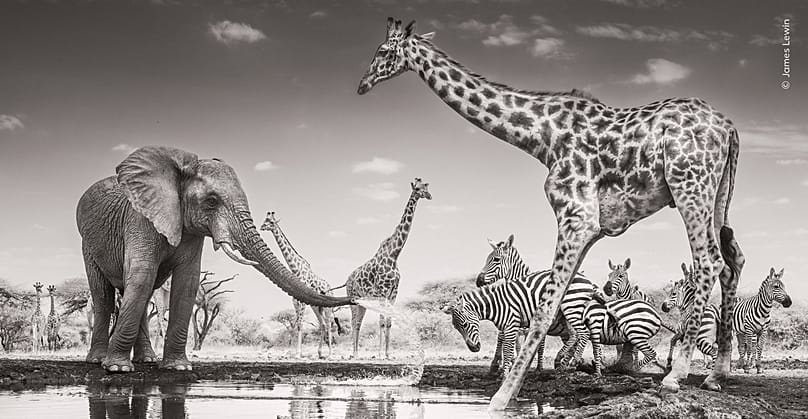 Το “The Meeting Place” του James Lewin: Νικητής του βραβείου Animals in their Environment