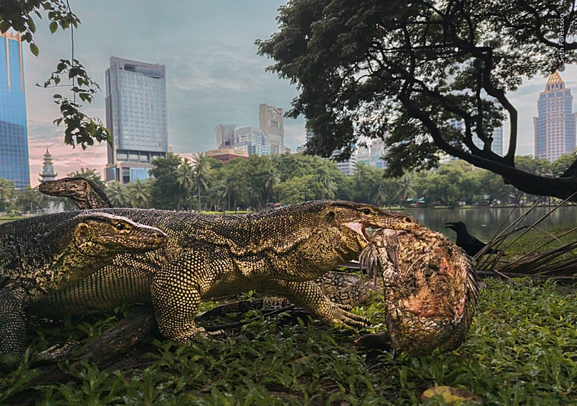 Το “Urban Jungle” του Seth Forestson αποτυπώνει έναν κοινό βαράνο του νερού που μεταφέρει το γεύμα του μέσα από το πάρκο Lumphini, όπου οι μεγάλες σαύρες έχουν γίνει συνηθισμένο θέαμα.