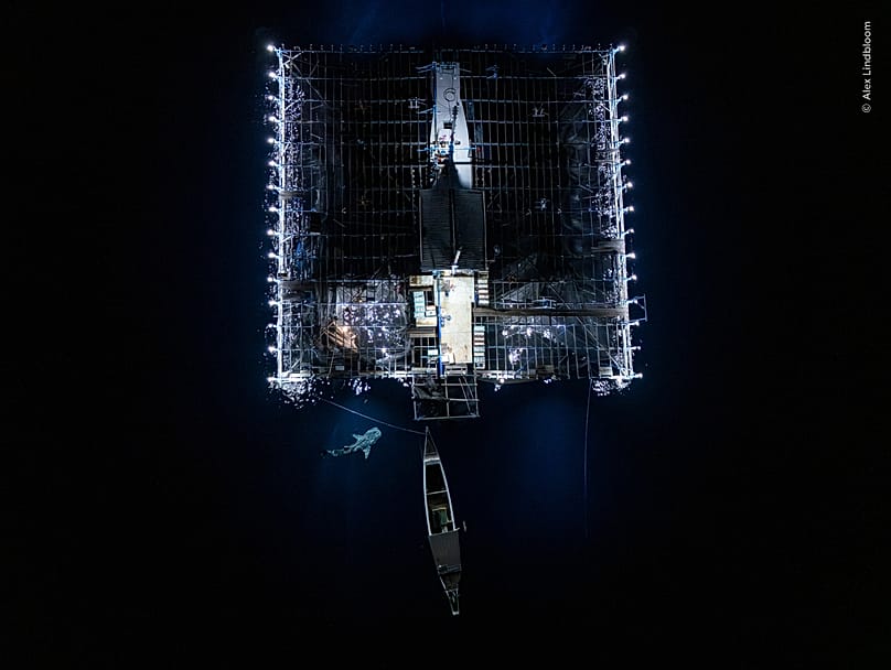 Το “Night-Time Catch” του Alex Lindbloom, ΗΠΑ, κέρδισε την κατηγορία “Oceans: The Bigger Picture”.