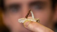 Danny Collins holds coral fragments - one bleached, one healthy - in a Stanford lab