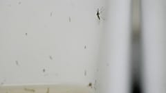 Researchers keep mosquitoes in a laboratory enclosure to study mosquito-borne diseases at the Italian National Institute of Health in Rome. Sept. 18, 2026