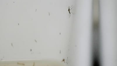 Investigadores mantêm mosquitos num laboratório para estudar doenças transmitidas por mosquitos no Instituto Nacional de Saúde italiano, em Roma. 18 de setembro de 2026