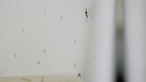 Researchers keep mosquitoes in a laboratory enclosure to study mosquito-borne diseases at the Italian National Institute of Health in Rome. Sept. 18, 2026