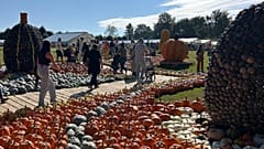 People are gathering to celebrate pumpkin harvest
