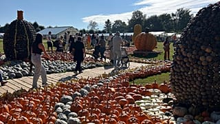 People are gathering to celebrate pumpkin harvest