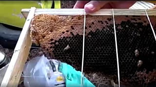 South Africa: Rescuing and relocating wild honeybees in Cape Town