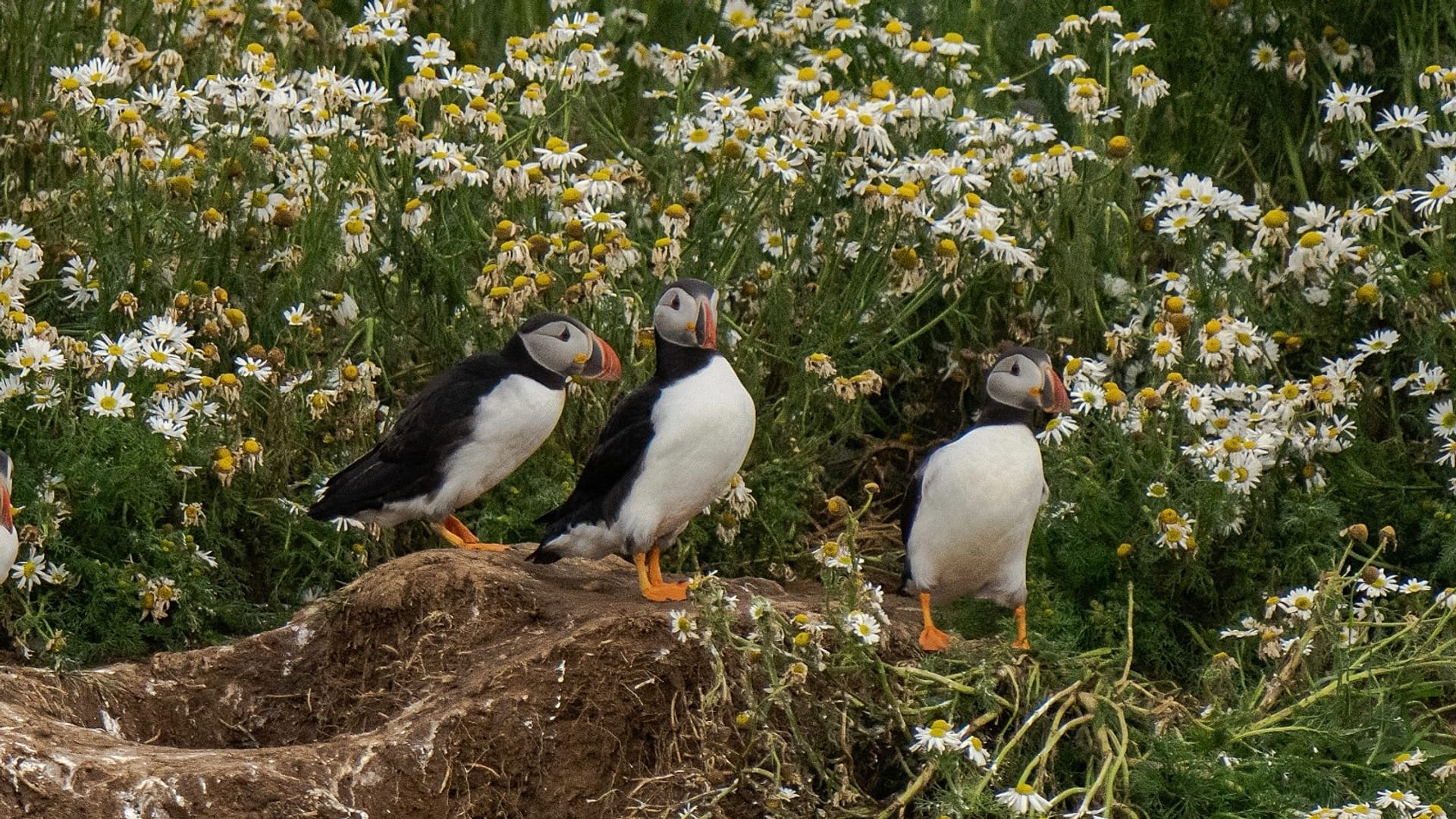 Pourquoi 2027 sera l’année des séjours d’ornithologie et où observer ...