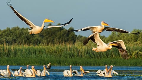 Pelicans on the Danube Delta in Romania 