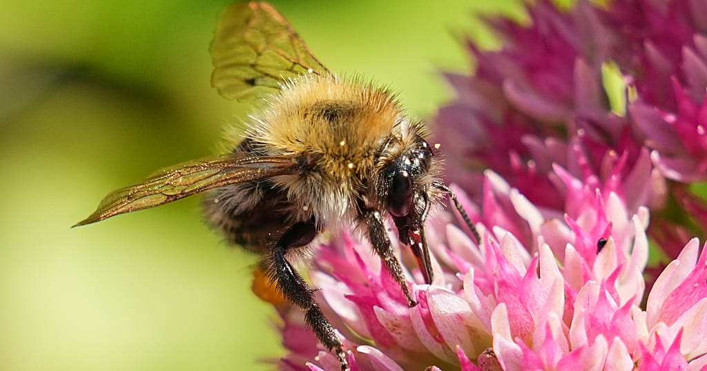 Afrique du Sud : un père et son fils sauvent des colonies d’abeilles sauvages