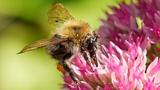 Afrique du Sud : un père et son fils sauvent des colonies d’abeilles sauvages