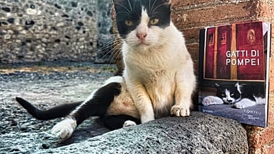 O volume “Gatti di Pompei”