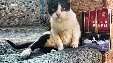 The book "Gatti di Pompei"
