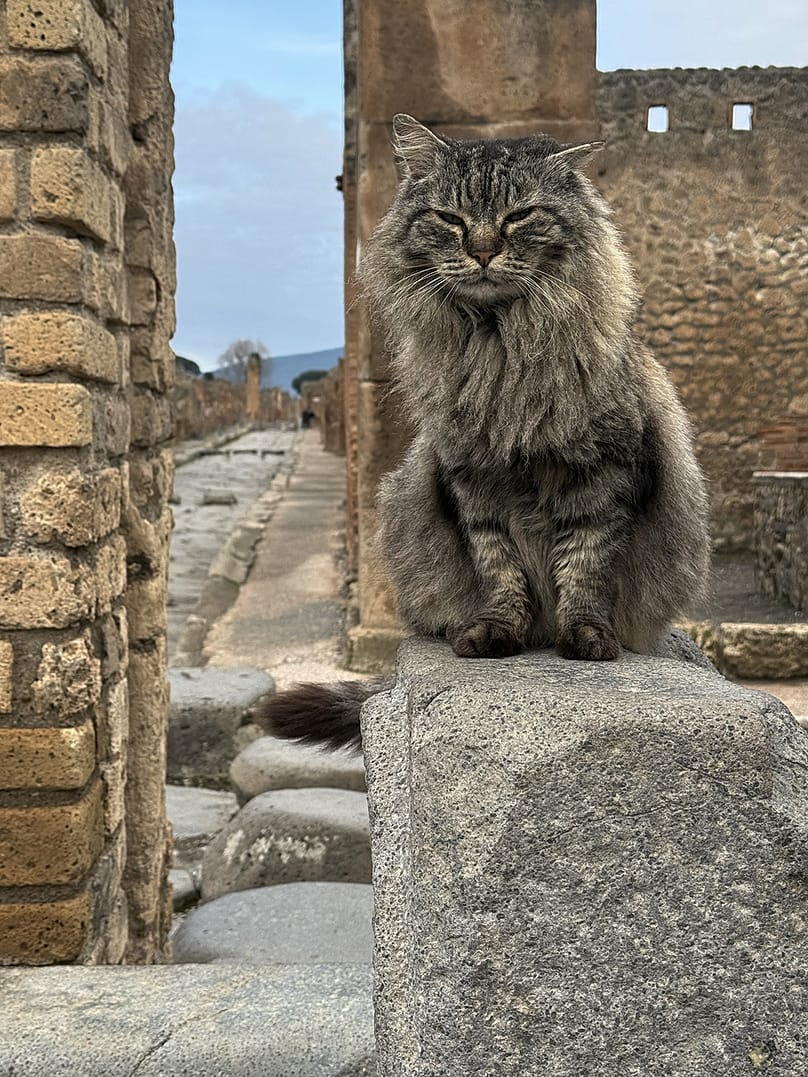 Katzen von Pompeji