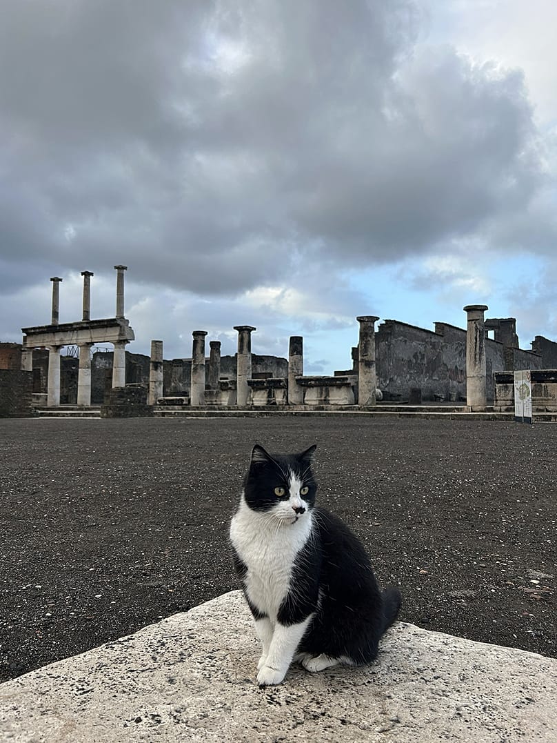 Katzen von Pompeji