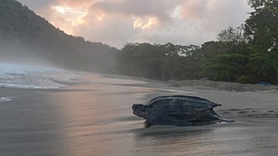Aufnahme vom zweiten Mai 2013: Eine Lederschildkröte kehrt bei Tagesanbruch nach der Eiablage an einem schmalen Strand von Grande Riviere ins Meer zurück.