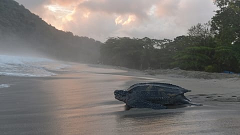n this May 2, 2013 photo, a leatherback turtle heads back into the ocean after burying her clutch of eggs in the sand at daybreak on a narrow strip of beach in Grande Riviere.