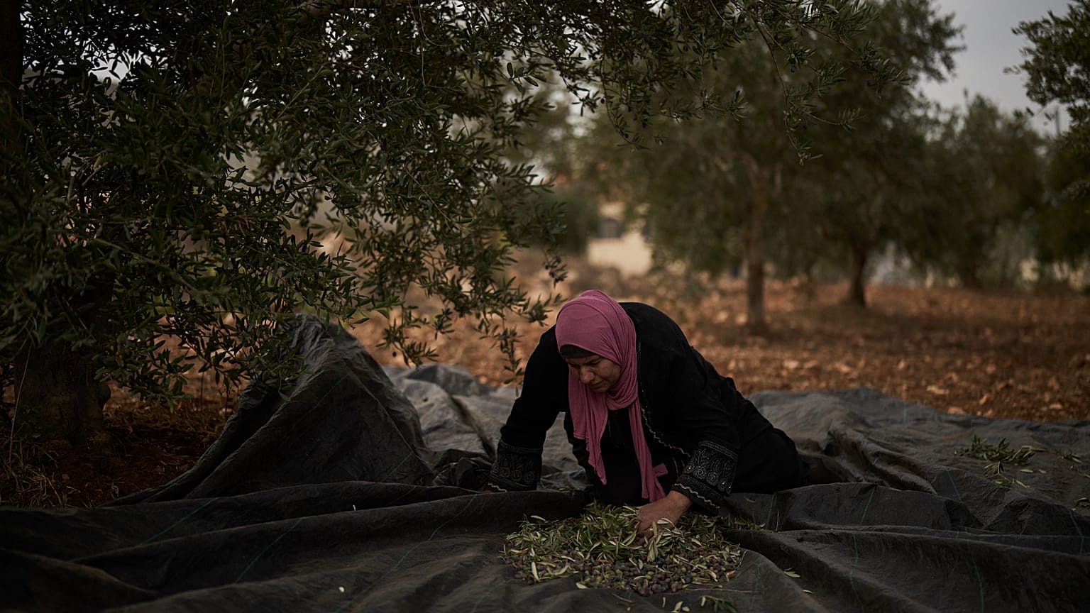 فلسطينية تقطف الزيتون خلال موسم الحصاد بالضفة الغربية، الأربعاء 14 أكتوبر/تشرين الأول 2026