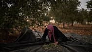 فلسطينية تقطف الزيتون خلال موسم الحصاد بالضفة الغربية، الأربعاء 14 أكتوبر/تشرين الأول 2026