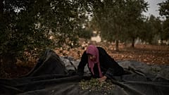 فلسطينية تقطف الزيتون خلال موسم الحصاد بالضفة الغربية، الأربعاء 14 أكتوبر/تشرين الأول 2026