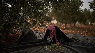 فلسطينية تقطف الزيتون خلال موسم الحصاد بالضفة الغربية، الأربعاء 14 أكتوبر/تشرين الأول 2026