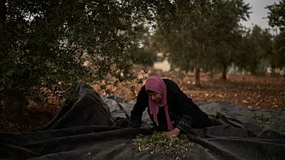 فلسطينية تقطف الزيتون خلال موسم الحصاد بالضفة الغربية، الأربعاء 14 أكتوبر/تشرين الأول 2026