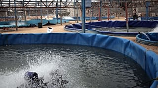 Freshwater fish scarcity drives aquaculture in the Republic of Congo