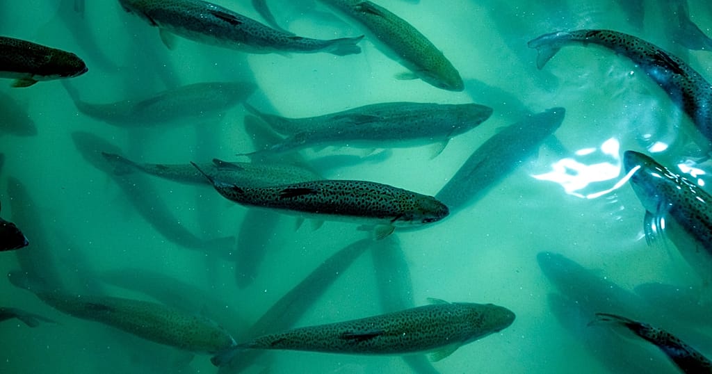 Congo-Brazzaville: Fish farming offers a response to fish shortages