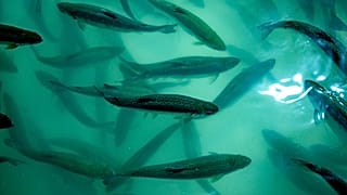 République du Congo : la pisciculture, une réponse à la pénurie de poisson