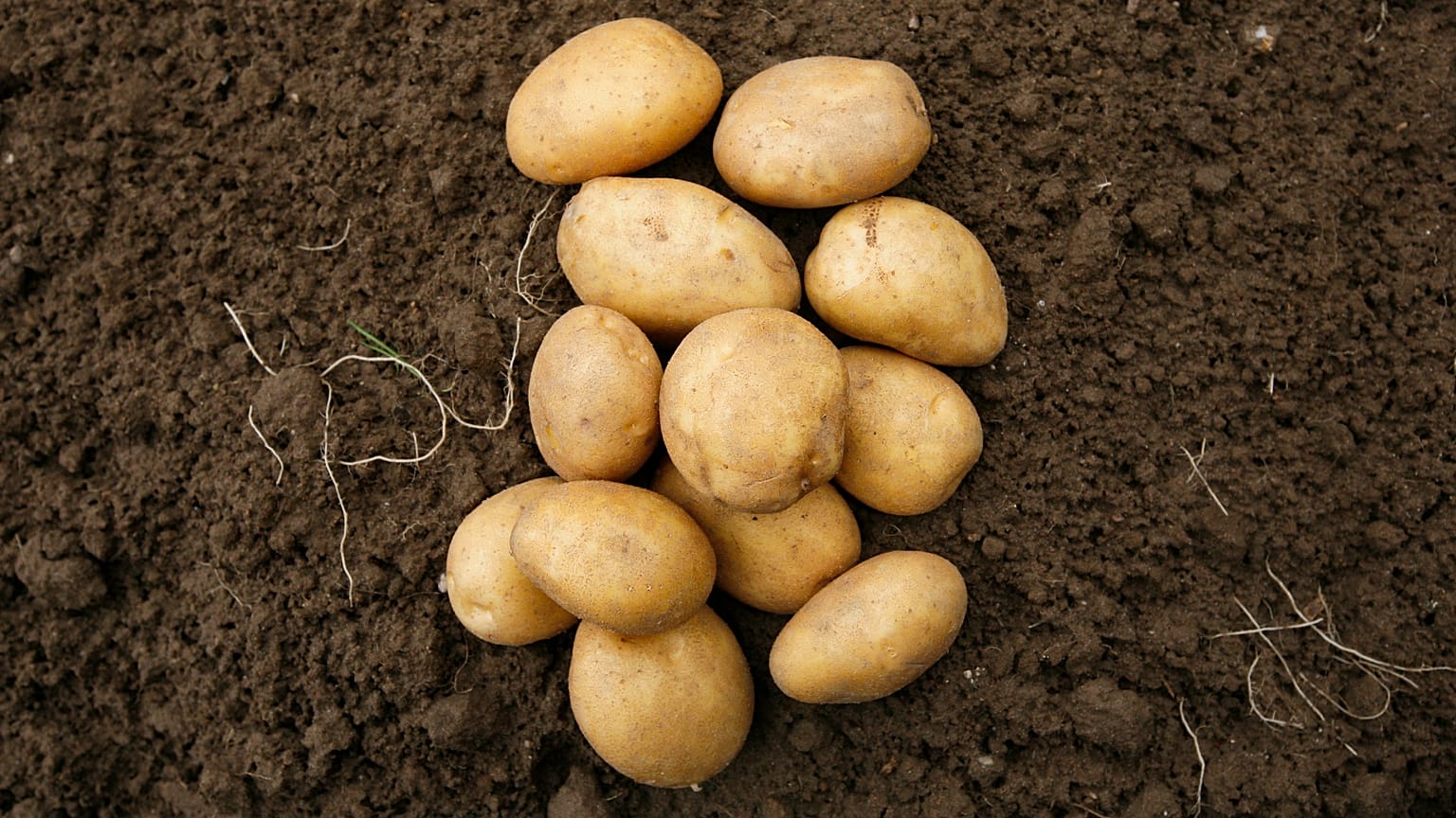 Kartoffeln liegen in Berlin waehrend eines Pressetermins in einer Kiste mit Erde.