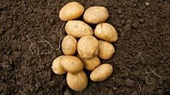 Patatas reposan en una caja con tierra durante una rueda de prensa en Berlín.