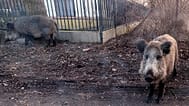 Dziki w podwarszawskich Łomiankach