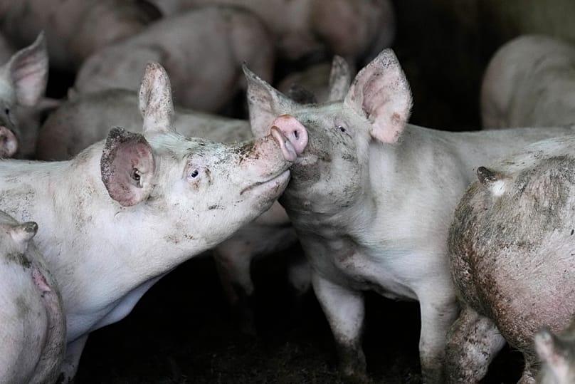 Pigs gather in their pen at a French farm, Friday, March 18, 2022.