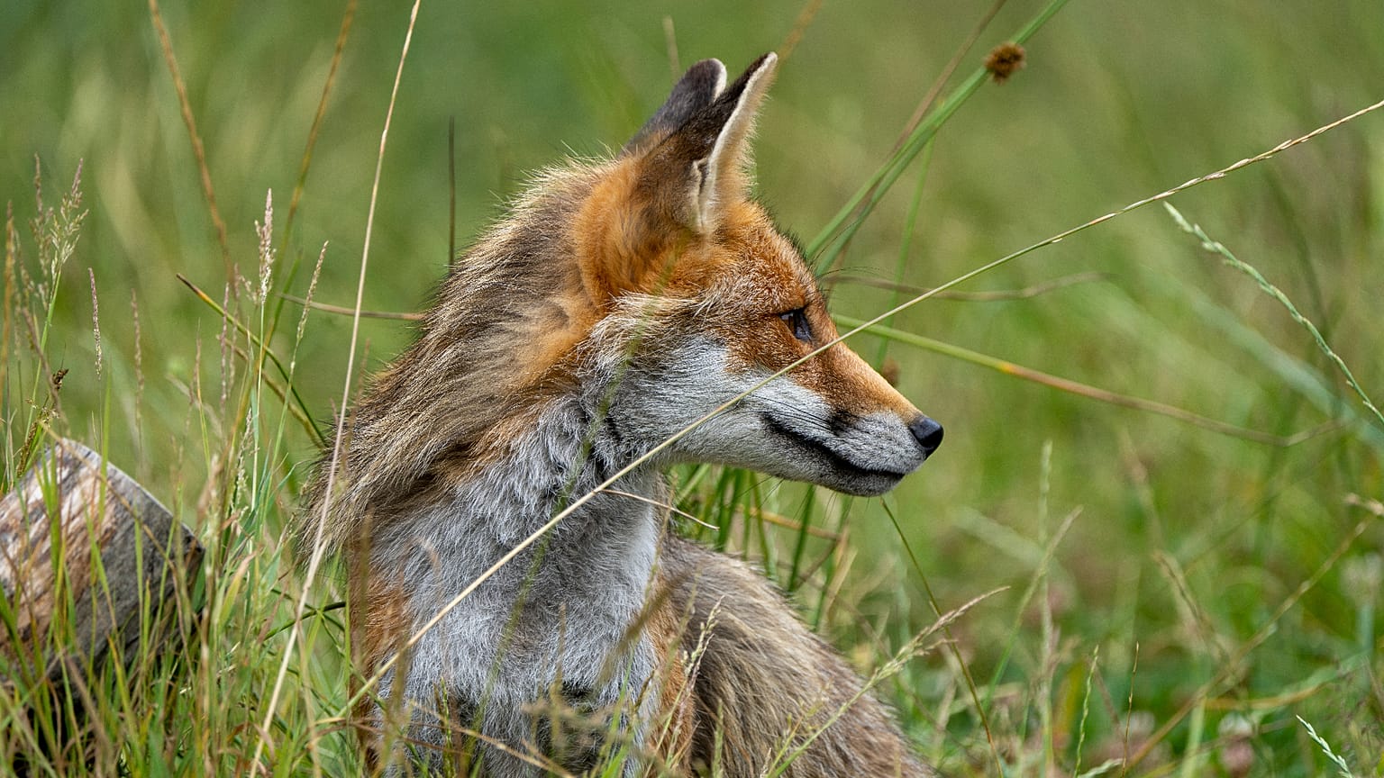 Der Fuchsbandwurm war mal eine vernachlässigte Tropenkrankheit. Doch es gibt ihn auch in Deutschland.